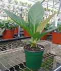 4" Anthurium Cobra